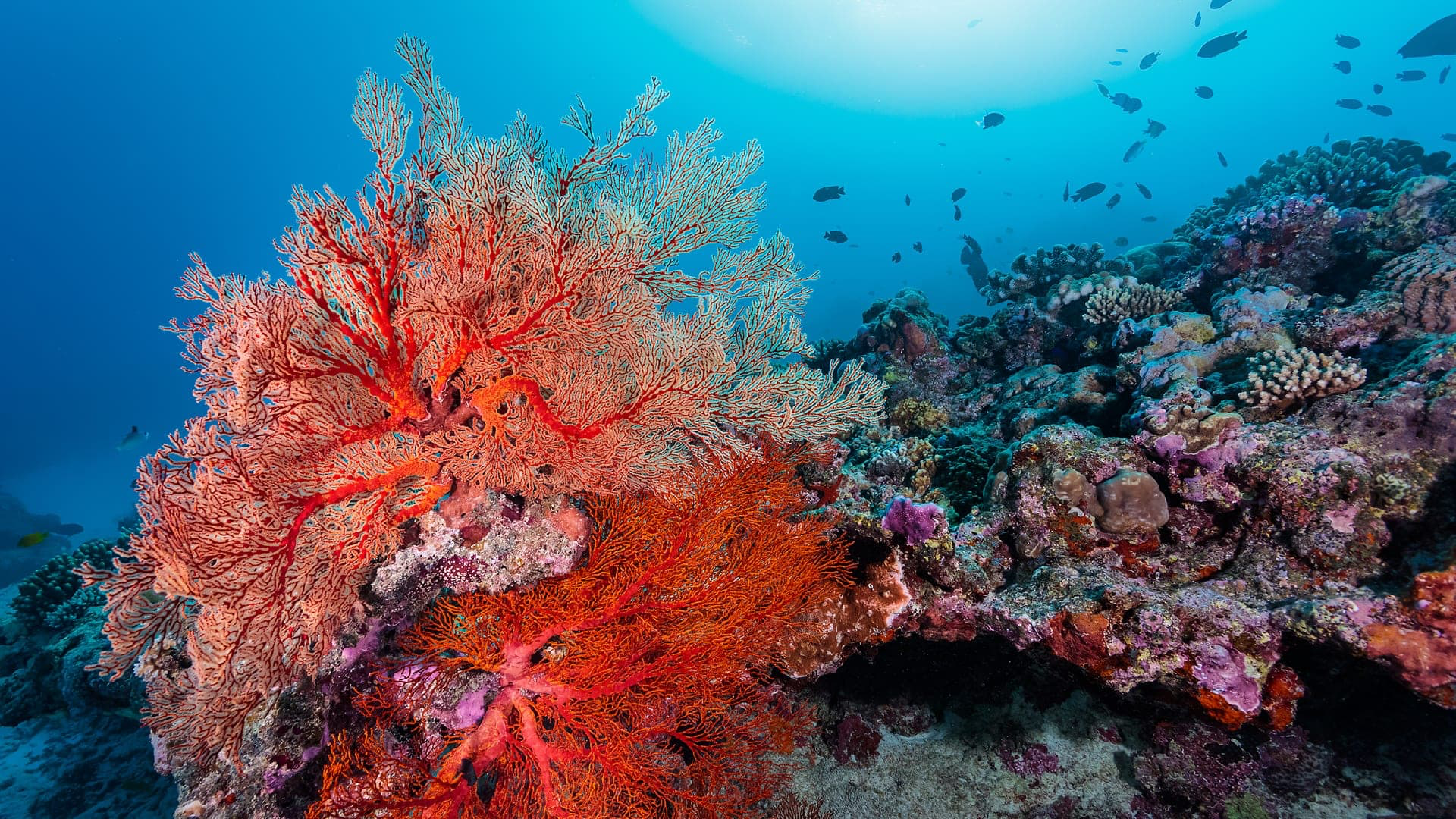 Lady Elliot Island